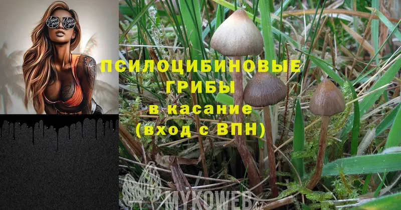 Псилоцибиновые грибы Psilocybe  Покачи 